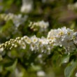 Čremcha obyčajná (Prunus padus)