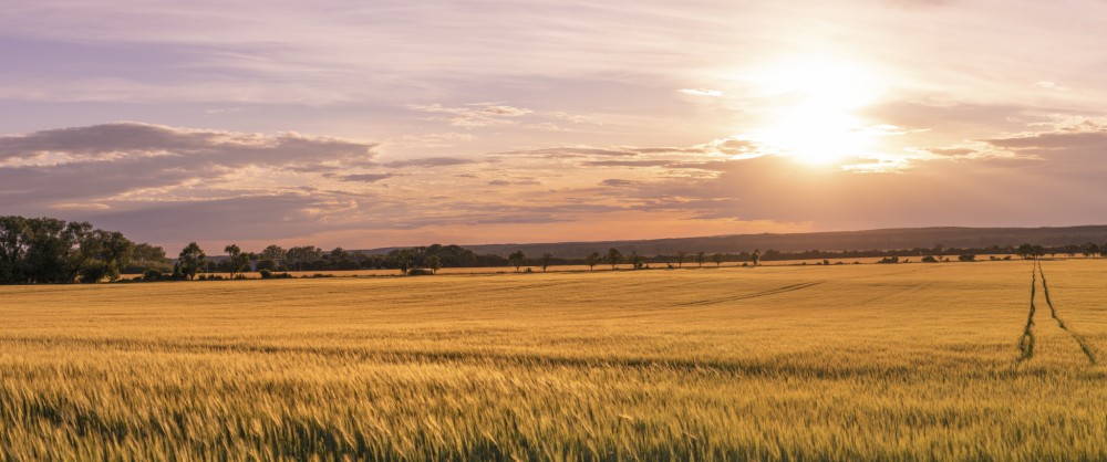 Pšeničné pole pri západe slnka