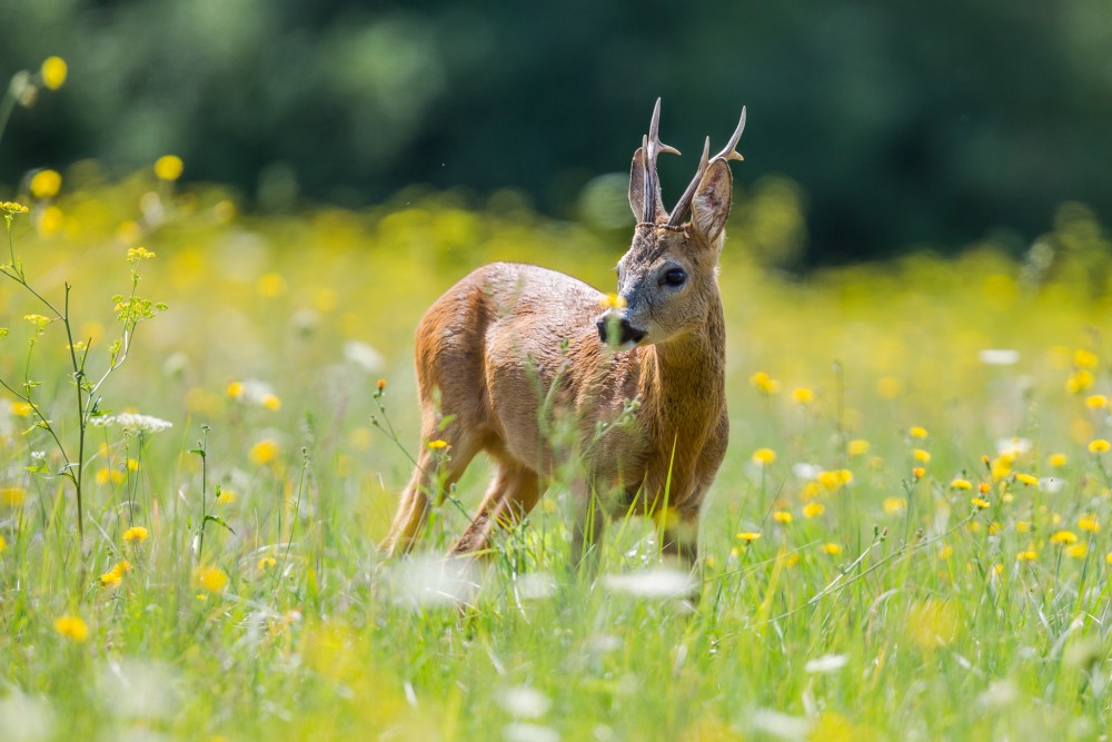 Srnec lesný (Capreolus capreolus)