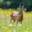 Srnec lesný (Capreolus capreolus)