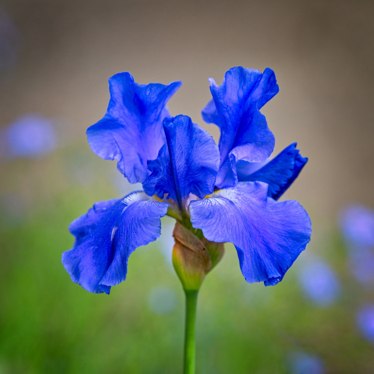 Iris 2