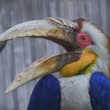 Zobákorožec bielochvostý (Rhyticeros Undulatus)