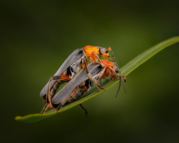 Tandem