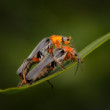 Tandem