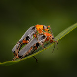 Tandem