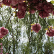 sakura -breza