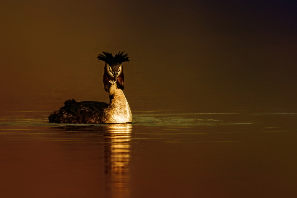 Potápka roháč (Podiceps cristatus)