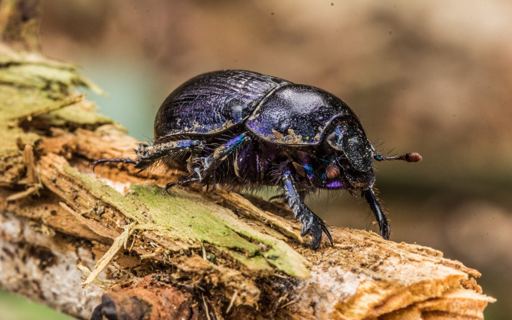 Lajniak obyčajný (Geotrupes stercorarius)