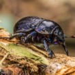 Lajniak obyčajný (Geotrupes stercorarius)