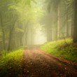 Morning in forest