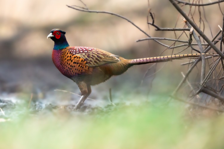 bažant obyčajný, The common pheasant (Phasianus colchicus)