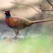 bažant obyčajný, The common pheasant (Phasianus colchicus)