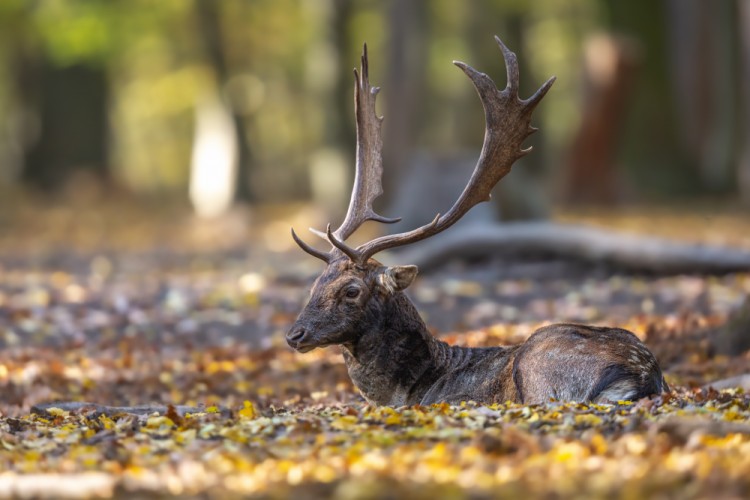 Daniel škvrnitý, The fallow deer (Dama dama)