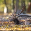Daniel škvrnitý, The fallow deer (Dama dama)