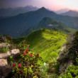 Zakvitnuté Dolomity III