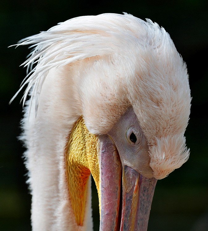 .. hanblivý pelikán ...