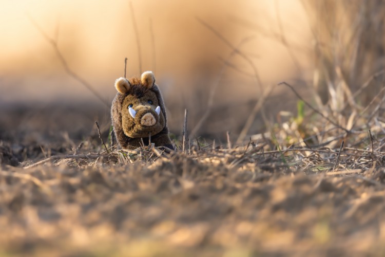 Diviak lesný, The wild boar (Sus scrofa)