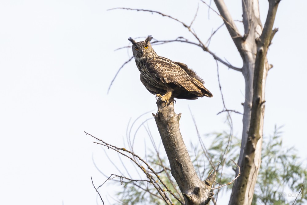 výr skalný (Bubo bubo)