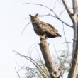 výr skalný (Bubo bubo)