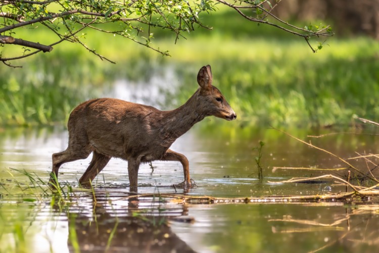 Srna lesná, The roe deer (Capreolus capreolus)