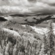Orava