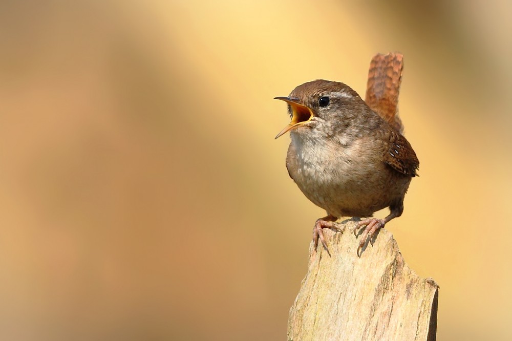 Střízlík obecný (Troglodytes troglodytes