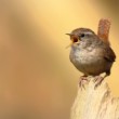 Střízlík obecný (Troglodytes troglodytes