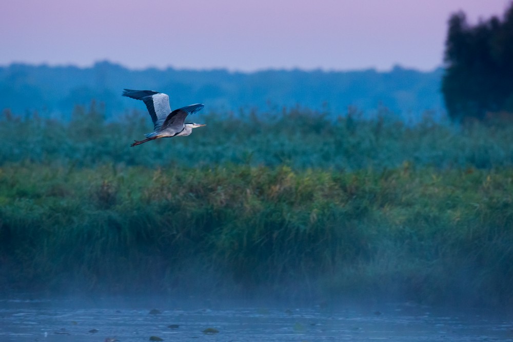 VOLAVKA POPOLAVÁ (ARDEA CINEREA)