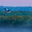 VOLAVKA POPOLAVÁ (ARDEA CINEREA)