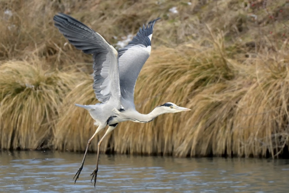 Ardea cinerea vzlet 3