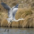 Ardea cinerea vzlet 3
