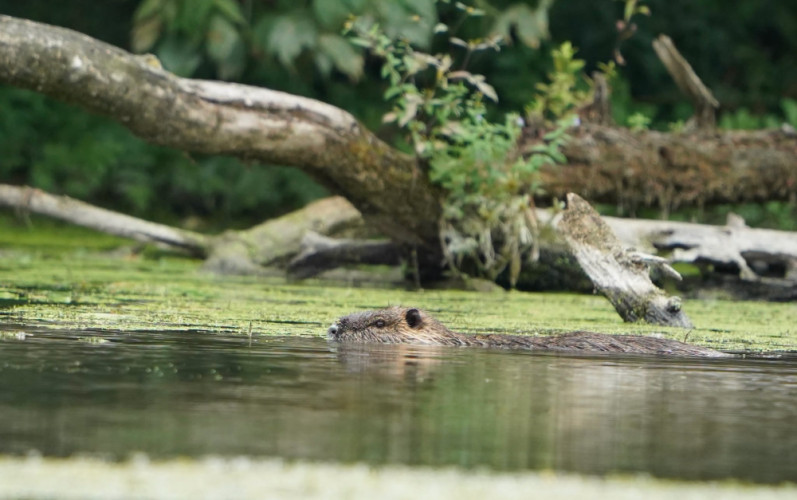 Nutria riečna