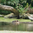 Nutria riečna