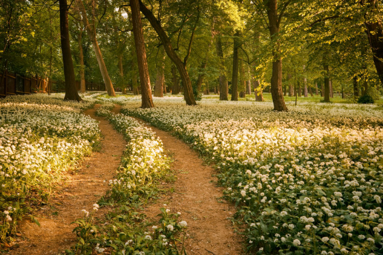 Cestička cez cesnakový park