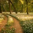 Cestička cez cesnakový park