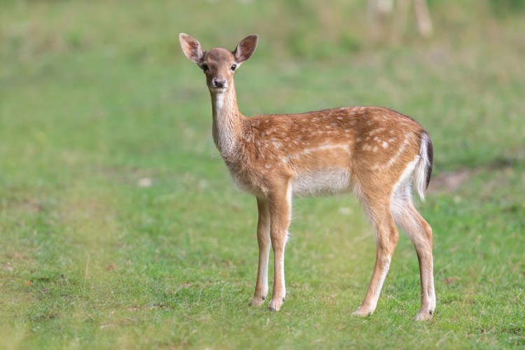 Daniel škvrnitý, Fallow deer (Dama dama)