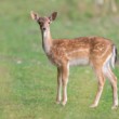 Daniel škvrnitý, Fallow deer (Dama dama)