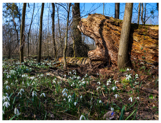 Jarná lesná atmosféra