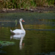 Labuť