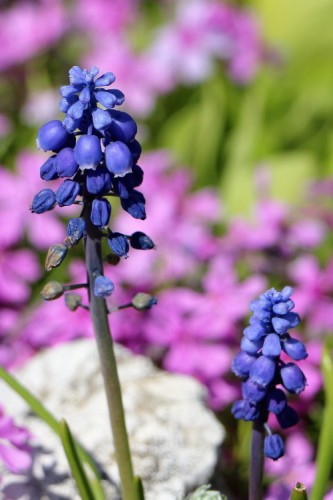 blue flower