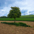 Záhorie