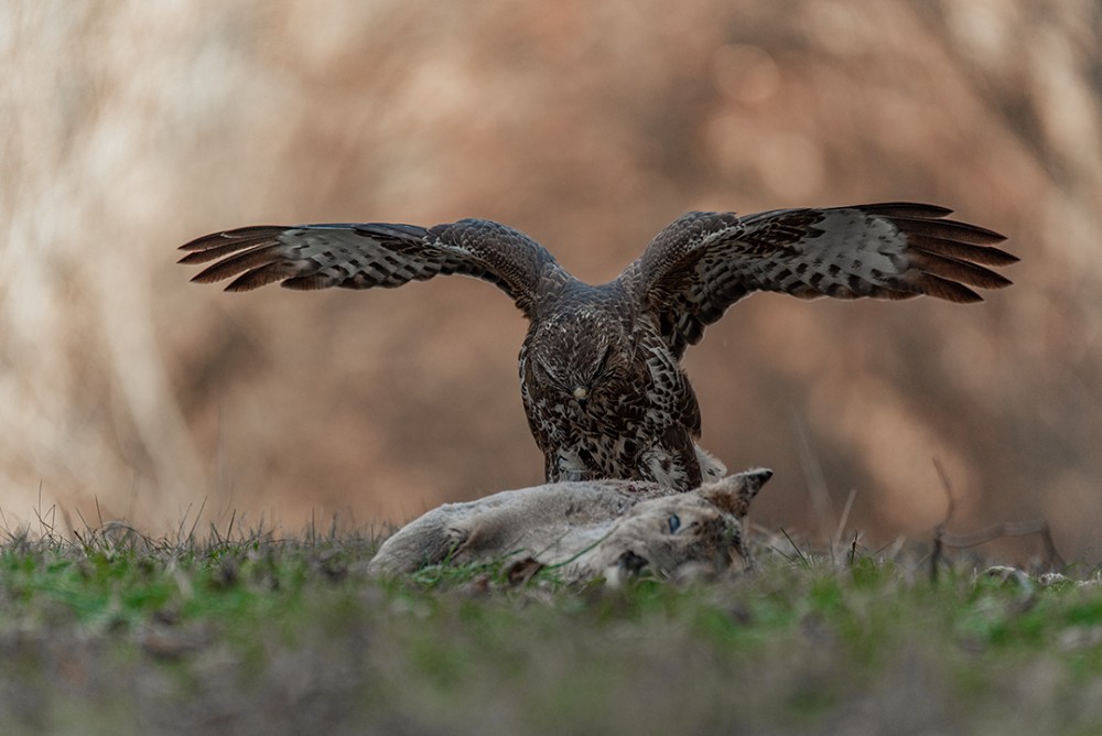 Myšiak hôrný - Buteo buteo