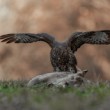 Myšiak hôrný - Buteo buteo