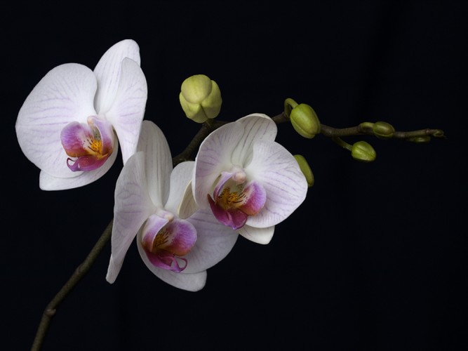 Orchidea