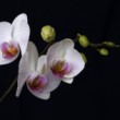 Orchidea