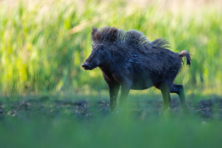 Diviak lesný, The wild boar (Sus scrofa)