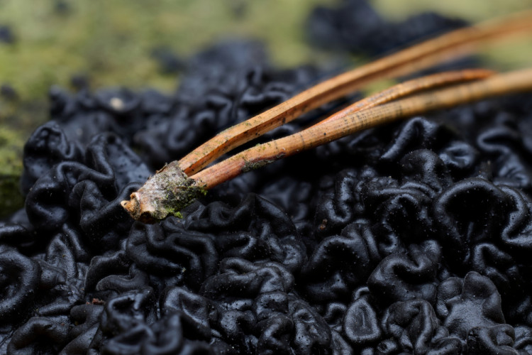 tmavorôsolovec mozgovitý (Exidia glandulosa)