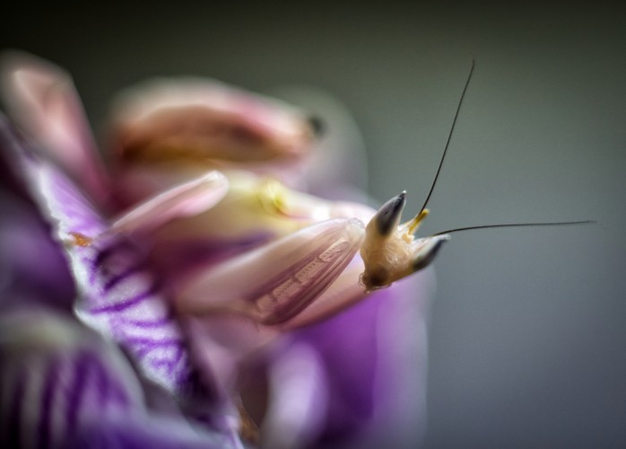 Hymenopus coronatus