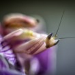 Hymenopus coronatus