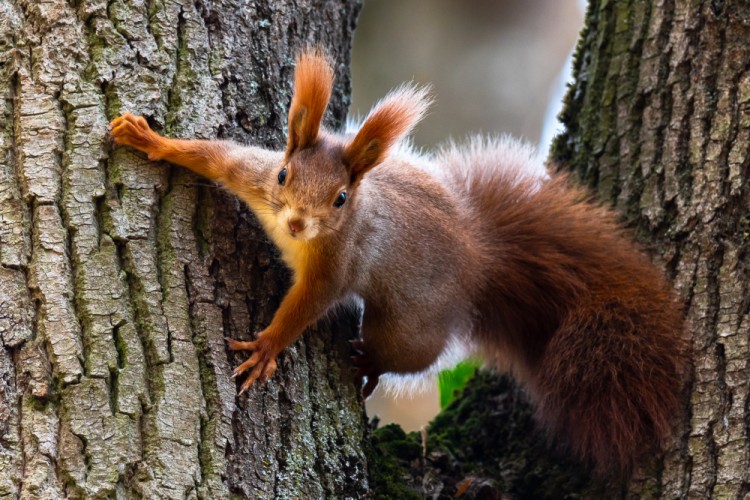 Veverica stromová, The red squirrel (Sciurus vulgaris)